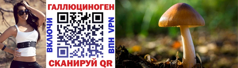 где продают   Инсар  Галлюциногенные грибы Psilocybe 